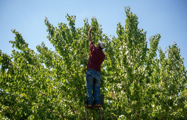 «Հայուհին ծիրան չսիրի՞, ոնց կարող է». կամ ինչպես խոպանչիները գործ գտան Արմավիրում - Sputnik Արմենիա