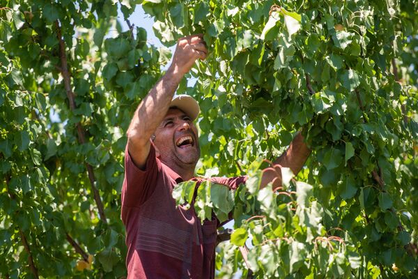 Армянка не может это не любить: как хопанчи-строители собирают в Армении урожай абрикоса Армянка не может это не любить: как хопанчи-строители собирают в Армении урожай абрикоса - Sputnik Армения