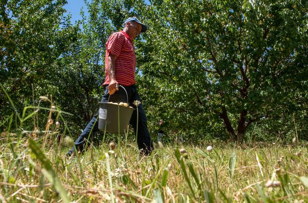 Армянка не может это не любить: как хопанчи-строители собирают в Армении урожай абрикоса Армянка не может это не любить: как хопанчи-строители собирают в Армении урожай абрикоса - Sputnik Армения