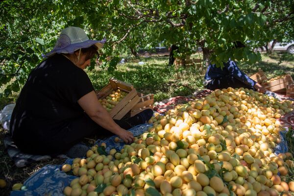 «Հայուհին ծիրան չսիրի՞, ոնց կարող է». կամ ինչպես խոպանչիները գործ գտան Արմավիրում - Sputnik Արմենիա