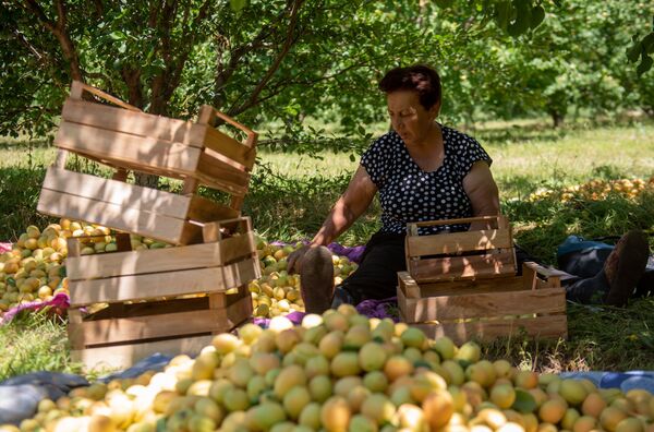 Армянка не может это не любить: как хопанчи-строители собирают в Армении урожай абрикоса Армянка не может это не любить: как хопанчи-строители собирают в Армении урожай абрикоса - Sputnik Армения