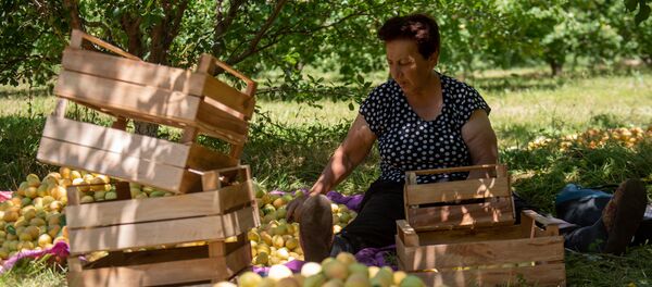 Сотрудница компании-закупщика Анна во время сбора урожая абрикосов в селе Айгешат (29 июня 2020). Армавирская область Сотрудница компании-закупщика Анна во время сбора урожая абрикосов в селе Айгешат (29 июня 2020). Армавирская область - Sputnik Армения