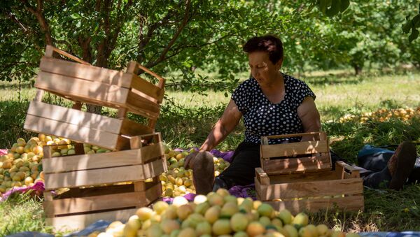 Сотрудница компании-закупщика Анна во время сбора урожая абрикосов в селе Айгешат (29 июня 2020). Армавирская область - Sputnik Армения