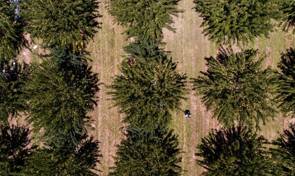 «Հայուհին ծիրան չսիրի՞, ոնց կարող է». կամ ինչպես խոպանչիները գործ գտան Արմավիրում - Sputnik Արմենիա