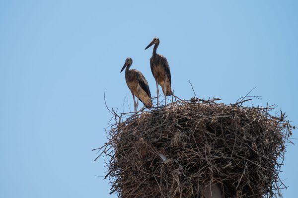 Ինչո՞ւ չի թռչում արագիլը. սևացած փետուրներով թռչուններ, որոնց չի գտնում տեսչական մարմինը  - Sputnik Արմենիա
