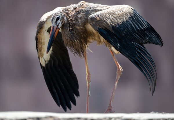 Ինչո՞ւ չի թռչում արագիլը. սևացած փետուրներով թռչուններ, որոնց չի գտնում տեսչական մարմինը  - Sputnik Արմենիա