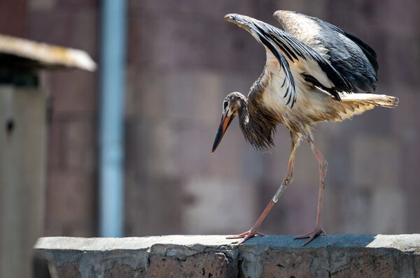 Запачканные аисты, которых официально нет: что за напасть снова постигла птиц в Армении - Sputnik Армения