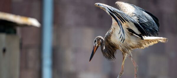 Аист с испачканными перьями в селе Акнашен - Sputnik Արմենիա