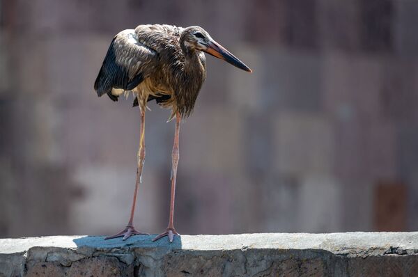 Ինչո՞ւ չի թռչում արագիլը. սևացած փետուրներով թռչուններ, որոնց չի գտնում տեսչական մարմինը  - Sputnik Արմենիա