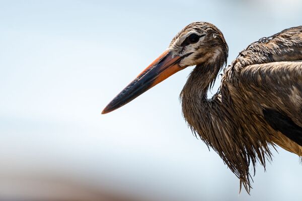 Запачканные аисты, которых официально нет: что за напасть снова постигла птиц в Армении - Sputnik Армения