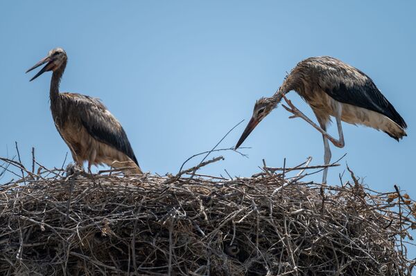 Ինչո՞ւ չի թռչում արագիլը. սևացած փետուրներով թռչուններ, որոնց չի գտնում տեսչական մարմինը  - Sputnik Արմենիա