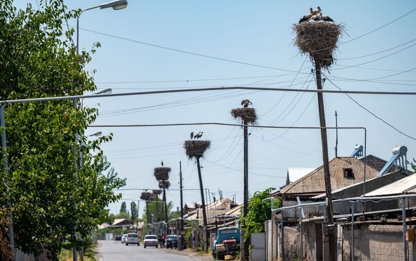 Аисты с испачканными перьями в селе Овташат - Sputnik Армения