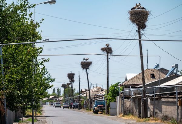 Ինչո՞ւ չի թռչում արագիլը. սևացած փետուրներով թռչուններ, որոնց չի գտնում տեսչական մարմինը  - Sputnik Արմենիա