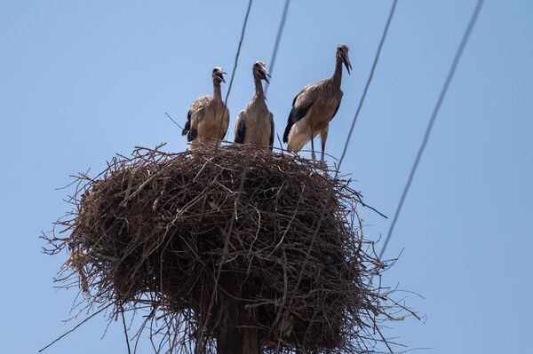 Ինչո՞ւ չի թռչում արագիլը. սևացած փետուրներով թռչուններ, որոնց չի գտնում տեսչական մարմինը  - Sputnik Արմենիա