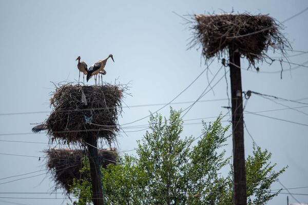 Запачканные аисты, которых официально нет: что за напасть снова постигла птиц в Армении - Sputnik Армения