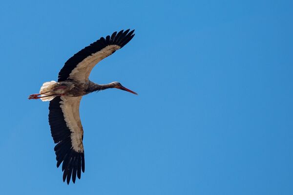 Запачканные аисты, которых официально нет: что за напасть снова постигла птиц в Армении - Sputnik Армения