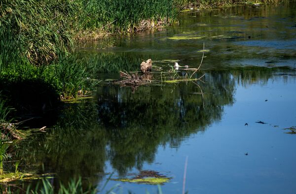 Запачканные аисты, которых официально нет: что за напасть снова постигла птиц в Армении - Sputnik Армения