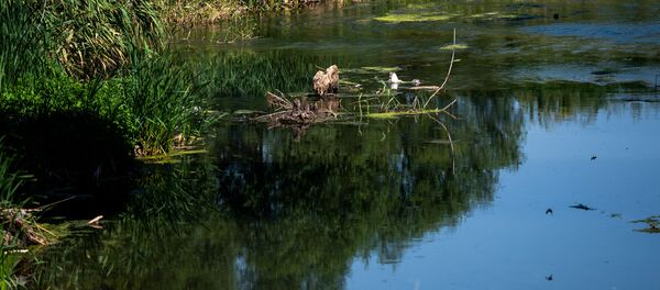 Аист с испачканными перьями в селе Ерасхаун - Sputnik Արմենիա