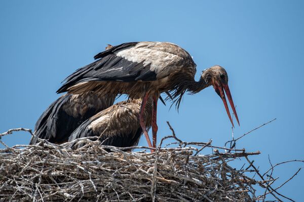 Ինչո՞ւ չի թռչում արագիլը. սևացած փետուրներով թռչուններ, որոնց չի գտնում տեսչական մարմինը  - Sputnik Արմենիա