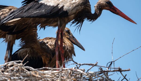 Запачканные аисты, которых официально нет: что за напасть снова постигла птиц в Армении - Sputnik Армения