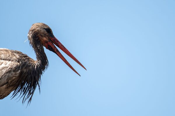 Ինչո՞ւ չի թռչում արագիլը. սևացած փետուրներով թռչուններ, որոնց չի գտնում տեսչական մարմինը  - Sputnik Արմենիա