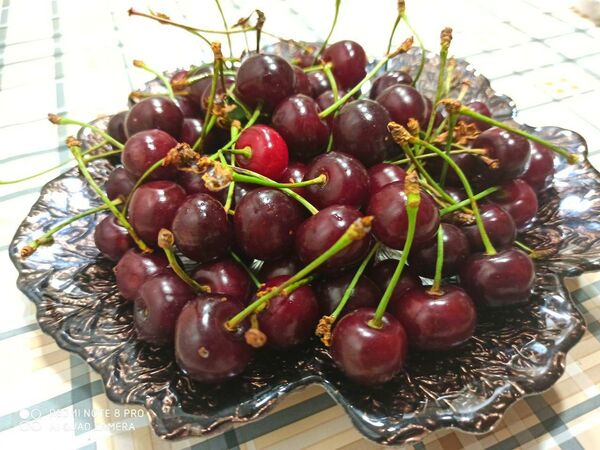 Ի՞նչ է կատարվում օրգանիզմում, երբ «շպանկա» ենք ուտում Ի՞նչ է կատարվում օրգանիզմում, երբ «շպանկա» ենք ուտում - Sputnik Արմենիա