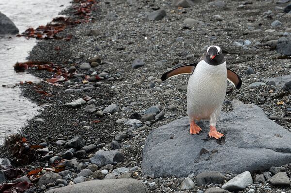 Пьют шампанское и устраивают шашлыки: как живут полярники и гуляют туристы - Sputnik Армения