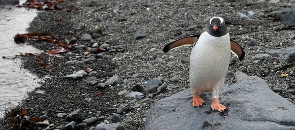 Пингвин. Пингвин. - Sputnik Армения