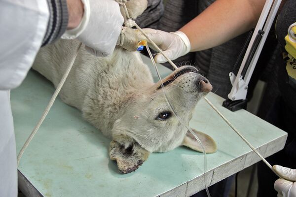 Стерилизация собак - Sputnik Армения