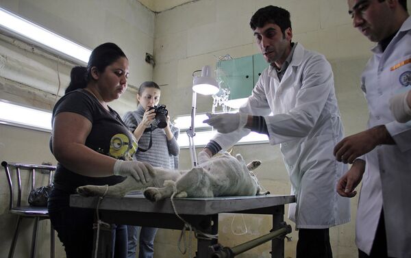 Стерилизация собак Стерилизация собак - Sputnik Армения