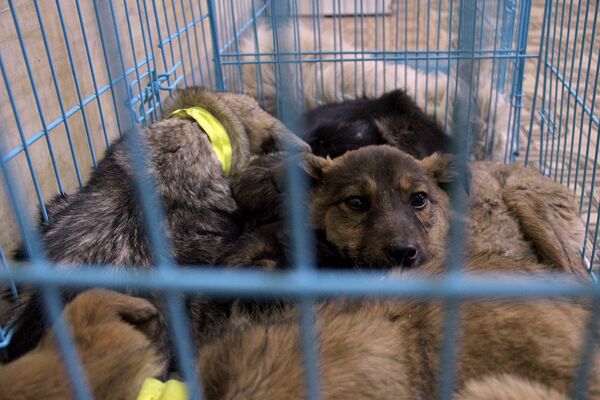 Собаки Собаки - Sputnik Արմենիա