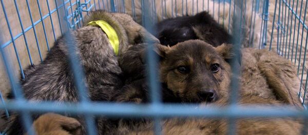 Собаки Собаки - Sputnik Արմենիա