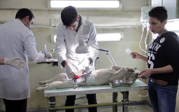 Стерилизация собак Стерилизация собак - Sputnik Армения