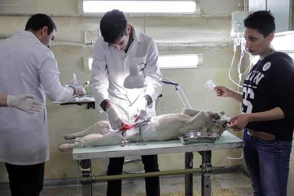 Стерилизация собак Стерилизация собак - Sputnik Արմենիա