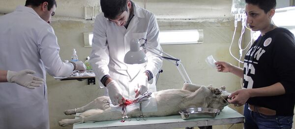 Стерилизация собак - Sputnik Արմենիա