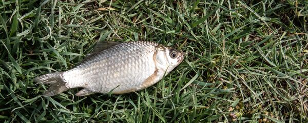 Рыба - Sputnik Армения