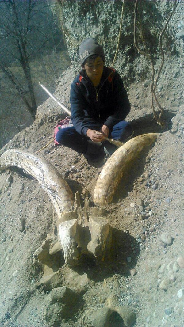 Останки мамонта в Ак-Сууйском районе Иссык-Кульской области Кыргызстана Останки мамонта в Ак-Сууйском районе Иссык-Кульской области Кыргызстана - Sputnik Армения