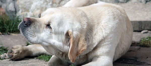 Собака - Sputnik Արմենիա