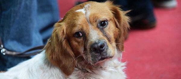 Лучшие породы собак выбрали на выставке в Тбилиси Лучшие породы собак выбрали на выставке в Тбилиси - Sputnik Армения