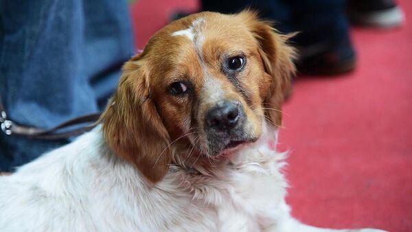 Лучшие породы собак выбрали на выставке в Тбилиси - Sputnik Армения