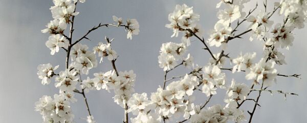 Цветущие абрикосы Цветущие абрикосы - Sputnik Արմենիա