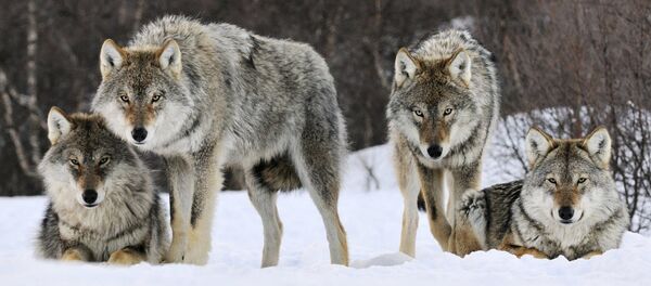 Стая волков Стая волков - Sputnik Армения