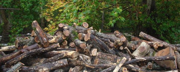 Вырубка дереьев Вырубка дереьев - Sputnik Армения