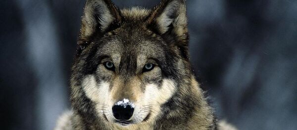 Волк - Sputnik Армения