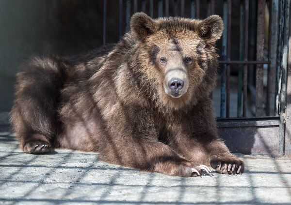 Медведь Миша Медведь Миша - Sputnik Армения