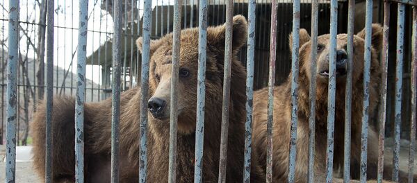 Медведи Маша и Миша Медведи Маша и Миша - Sputnik Արմենիա