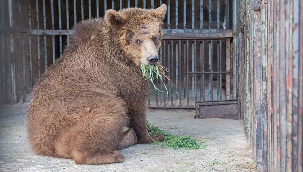Медведь Маша Медведь Маша - Sputnik Армения