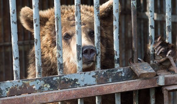 Медведь Маша Медведь Маша - Sputnik Армения