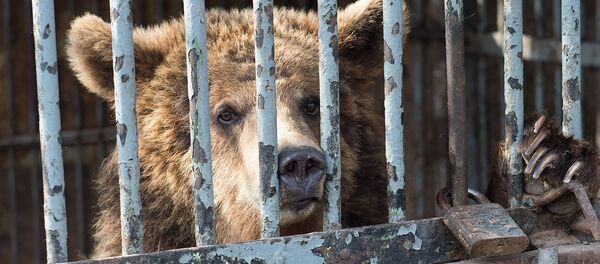 Медведь Маша Медведь Маша - Sputnik Արմենիա