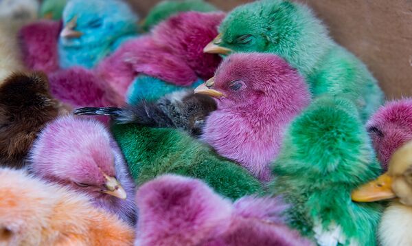 Раскрашенные к пасхе птенцы Раскрашенные к пасхе птенцы - Sputnik Արմենիա